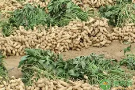 花生播种是带壳还是剥壳好？花生带壳播种有何好处？图片