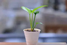 空油桶不要扔，在上面插两根吸管，放在阳台上，全家人都要抢着用图片