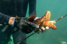 海参近乎灭绝，竟然是因为人类的贪吃图片