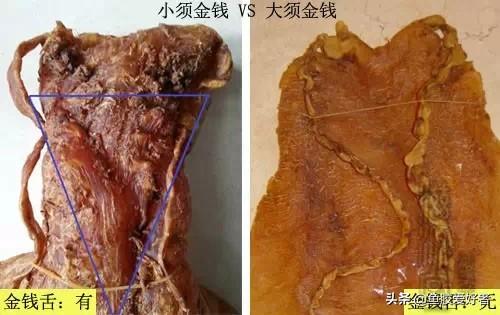 墨西哥很多油的鱼胶 2026年墨西哥很多油的鱼胶能吃吗