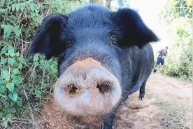 云南农村，养了两年的大黑猪近500斤，小伙是这样腌制猪肉的视频封面