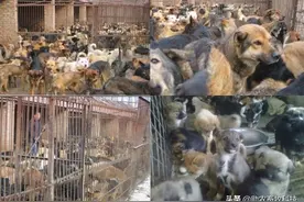 肉狗养殖场，这篇文章可能带来帮助，解决存在的许多问题图片