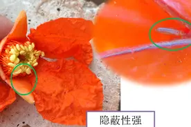石榴蓟马越发严重且难打？应重于防，强化管理活用药才能减少发生图片