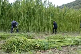 在大麻生产地区，谁还记得割麻汉子的故事图片