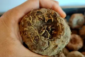 一个魔芋的生老病死（2）图片