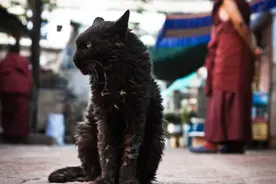 人离世后，不能让猫走近？不全是迷信，还是有科学依据的图片
