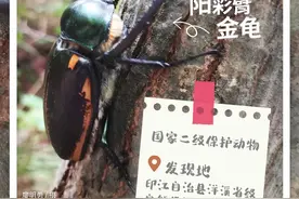 【好生态 “稀客”来】贵州生态环境向好 这些珍稀动物又回来了图片