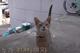 小猫出轨翻车被捉，蹭吃蹭睡还撒网“养鱼”？网友：洪世贤是你吗图片