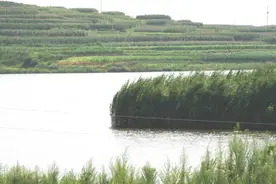 鲤鱼湾的传说图片