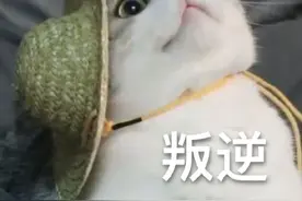 表情包：苦酒入喉新作痛图片