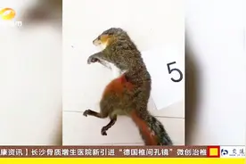 邵阳警方通过群众举报，成功破获一起跨境非法猎杀野生动物案！视频封面