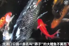 重庆明星鲤鱼“莽子”被偷后续：4名偷鱼者该如何处罚？引发热议图片