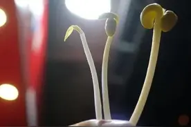 豆芽姐的故事图片