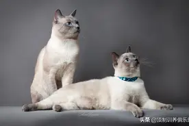 养猫需要准备什么东西，一个月多少钱图片