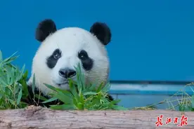为“春俏”征集有创意的生日礼物，武汉动物园邀市民参加大熊猫生日会图片