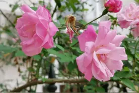 诗情花意：百啭无人能解，因风飞过蔷薇。黄庭坚惜春之叹！图片