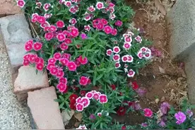 石竹花很好养，我们当地的野花，比买的都好，开花一点不逊色图片