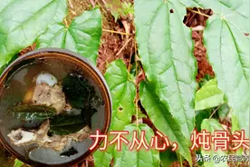 常感到力不从心，可能是虚的表现，山上“千两金”炖骨头解烦恼图片