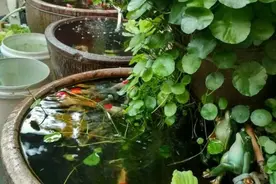 4种小草花，遇土就疯长，遇树上树，遇墙爬墙，力量势不可挡图片