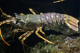 人类和龙虾都是碳基生物，为什么龙虾可以实现永生，而人类不行？图片