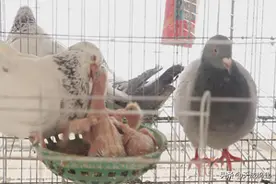 你知道吗？肉鸽的生长发育有这样的特点图片