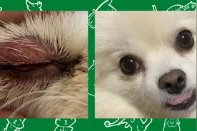 狗狗双眼眼圈红肿，眼皮红肿、脱毛的治疗图片