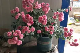 养月季，用1种肥水灌根，窜出大长笋，好多花苞，株型也漂亮图片