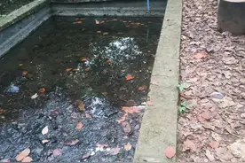 祁阳徐阿牛挖了个大水池放了一千条鳝鱼，五年后干了一条都没有图片