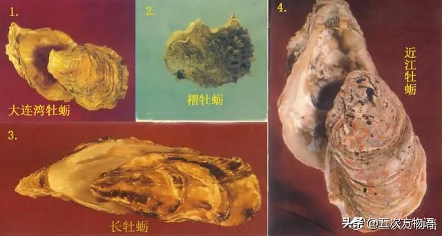 六耳赤嘴鱼胶有收藏价值吗 2026年六耳赤嘴鱼胶的功效和作用