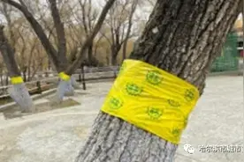 大树缠“绷带”粘住害虫脚图片