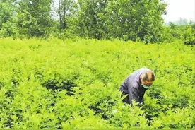 随县：小艾草成“金枝玉叶”图片