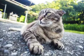猫抓到老鼠后，老鼠为何一动不动，直接放弃了挣扎？图片