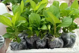 盆栽绣球花，买小苗？还是买老桩？别急！还有另外一种选择图片