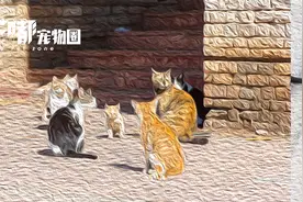 流浪猫每年捕杀百亿野生动物：生态杀手还是人类甩锅替罪羊？图片