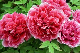 5种富贵花，再穷也要养一盆，开花满“金玉”，养大“值十万”图片