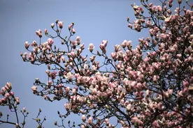 春风送暖花千树 山间辛夷竞芳菲图片
