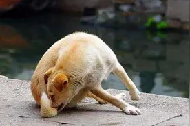 狗狗有这6大特征，说明它身上爬满了虫子图片