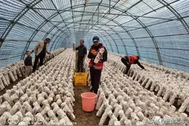 【走向我们的小康生活】菌菇获丰收 撑开“致富伞”图片