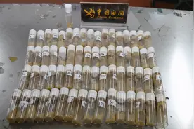 青岛海关截获美国包裹，内含7000多只黑腹果蝇，偷运只为做实验？图片