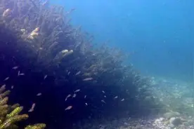 小白如何养鱼——探讨概括和混养建议（水族鱼虾蟹螺等）图片