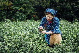 古风短篇故事：采茶的姑娘失了贞洁图片