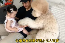 泰迪因个头大被遗弃，到了新家后爱争宠，请不要再抛弃我了图片