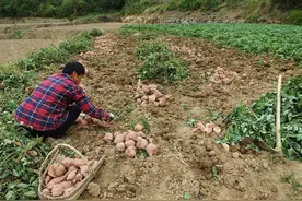 湖北宜昌：农民在地里采挖红薯图片
