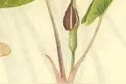 白附子是怎样的植物？图片