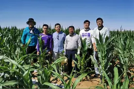 沙漠土壤化技术是黑科技吗？图片