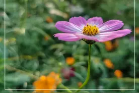 格桑花幸福圣洁的花（十三）图片
