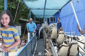 疫期无观众 泰国动物园设人形立牌为企鹅消解寂寞图片