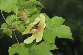 植物世界丨国家二级重点保护野生植物名录（一），就在你我身边…图片