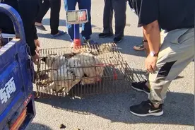 河南：笼里的狗狗不停朝主人摇尾巴，可老人却笑着数500元卖狗钱图片