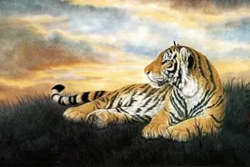 故事：猛虎拯救美女，尘世再续奇缘图片